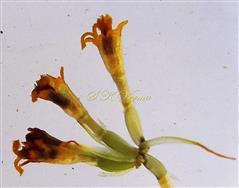  Florets and Paleae